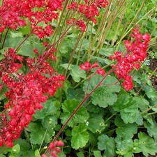 Heuchera leuchtkäfer heuchèr d'occasion  Pouzauges