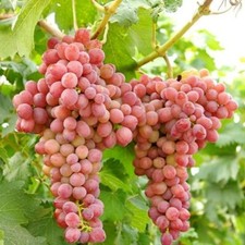 Sweet organic red for sale  Wilmington