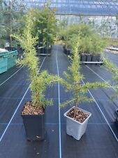 Atlas cedar tree for sale  CHORLEY