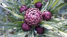 artichoke usato  Trappeto