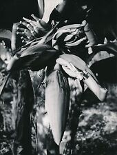 Banana flower 1960 d'occasion  Expédié en Belgium