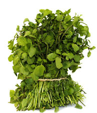 500 watercress seeds for sale  El Monte