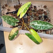 Philodendron billietiae varieg gebraucht kaufen  Köln