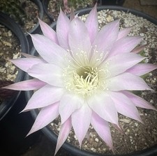 Echinopsis hybrid pink for sale  Menifee