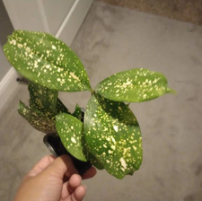 Live japanese bamboo for sale  Wadsworth
