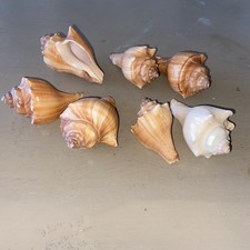 large hermit crab for sale large hermit crab for sale Oceanside