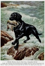 Black labrador retriever for sale  Tampa