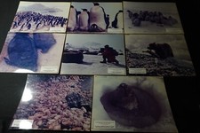 Animaux sauvage packise d'occasion  Expédié en Belgium
