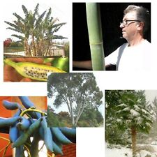 Samen winterharte garten gebraucht kaufen  Calw