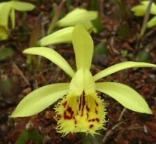 Pleione forestii orchid for sale  UK