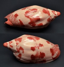 Conchiglie cymbiola voluta usato  Sassari