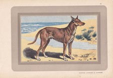 1931 ibizan hound for sale  BIDEFORD
