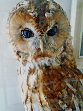 Antique taxidermy tawny for sale  POOLE