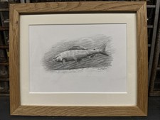 Grayling pencil drawing for sale  ROTHERHAM