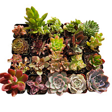 Assorted succulent set for sale  Morgan Hill