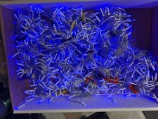 1000 led blue for sale  Morgantown