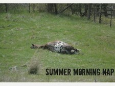 Cartolina appaloosa cavallo usato Cartolina appaloosa cavallo usato  Spedire a Italy