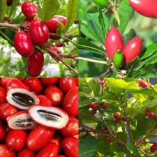 Tropical miracle berry for sale  Calhoun
