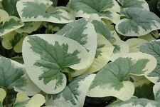 Brunnera collection different for sale  WALLINGFORD