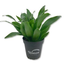 Dracaena janet craig for sale  USA
