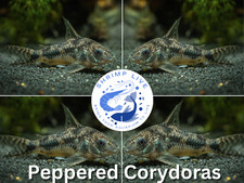Peppered corydoras 0.75 for sale  Walnut Creek