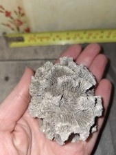 Faviidae marine brain for sale  BANGOR