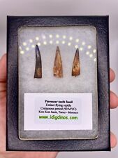 Fossil pterosaur teeth for sale  MAIDSTONE