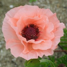 Papaver orientale rococo for sale  UK