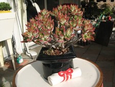 Echeveria pulvinata ruby for sale  El Monte