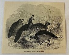 california quail for sale california quail for sale Wilmington