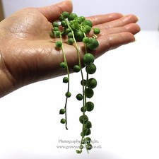 Senecio rowleyanus string for sale  LEIGH