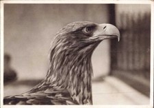 1018 stpreussen vogelwarte gebraucht kaufen  Hattingen