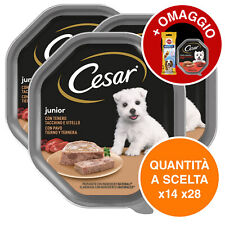 Cesar junior con usato  Castelfidardo