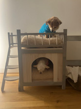 Cat small dog for sale  ST. ALBANS