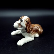 Maruri spaniel dog for sale  NORTHAMPTON