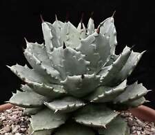 Agave potatorum form usato  Italia