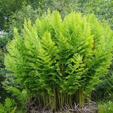 Osmunda regalis fougère d'occasion Osmunda regalis fougère d'occasion  Pouzauges