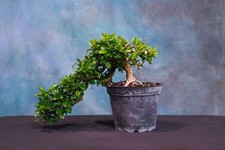 Fukien tea pre for sale  North Fort Myers