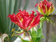 Semi gloriosa superba usato  Trappeto