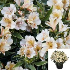 Alstroemeria colorita fabiana for sale  Modesto