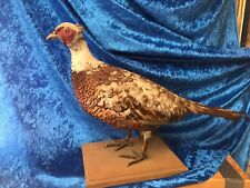 Taxidermy pheasant unusual for sale  PETERBOROUGH