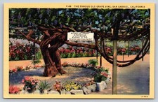 Famous old grape for sale  Wellsville