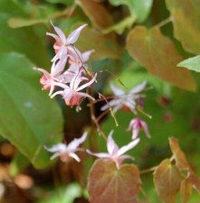 Elfenblume pink epimedium gebraucht kaufen  Bad Zwischenahn