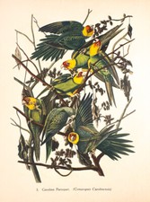 Extinct carolina parakeet for sale  New Providence