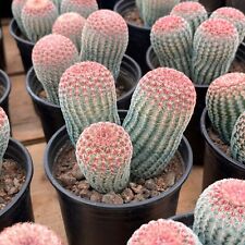 Echinocereus rigidissimus subs d'occasion  Expédié en Belgium