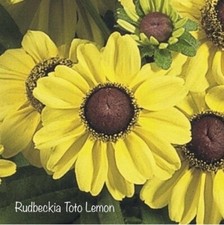 rudbeckia for sale rudbeckia for sale COLCHESTER