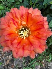 Ibrido trichocereus ka2019.223 usato  Spedire a Italy