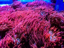 Live anemone rose for sale  Tampa
