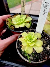 Pinguicula agnata carnivorous for sale Pinguicula agnata carnivorous for sale  BUDE