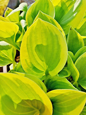 Golden tiara hosta d'occasion  Expédié en Belgium
